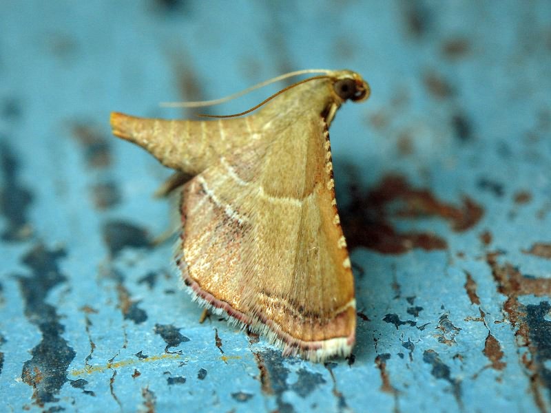 Endotricha flammealis (Denis & Schiffermüller, 1775)